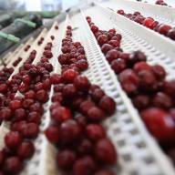 Projekat prerade i skladištenja voća i povrća, Knjaževac